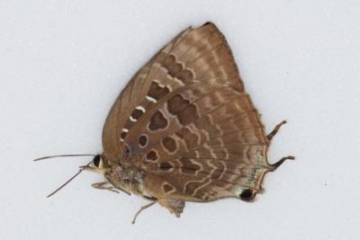 Arhopala araxes femelle