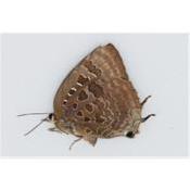 Arhopala araxes femelle