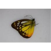 Cepora judith amalia male
