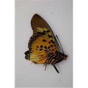 Charaxes acraeoides mâle
