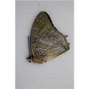 Charaxes ameliae male
