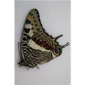 Charaxes castor femelle