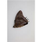 Charaxes etheocles viola male