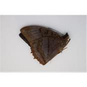 Charaxes protoclea protoclea mâle