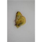 Colias vauthier femelle