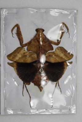 Deroplatys lobata femelle