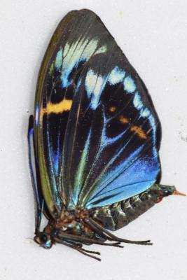 Eterusia repleta 1 couple