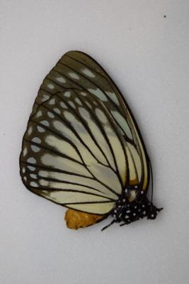 Euxanthe crowsleyi femelle