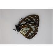 Euxanthe euronime male