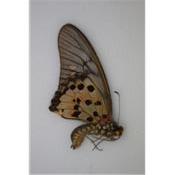 Graphium ridleyanus male