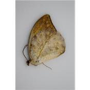 Hebomoia glaucippe femelle A-