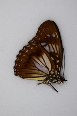 Hestina divona male