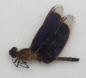 Libellule sp5 marron