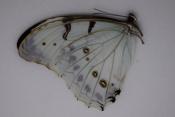 Morpho polyphemus luna mâle