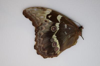 Morpho didius femelle