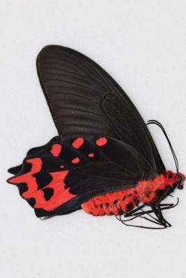 Atrophaneura semperi albofasciata mâle