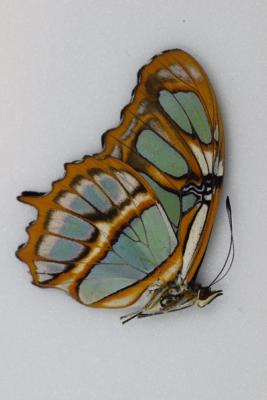 Siproeta stelenes