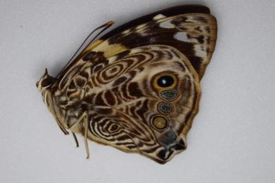 Smyrna blomfildia femelle